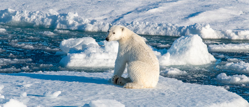 Photo d'un ours polaire à Longyearbyen